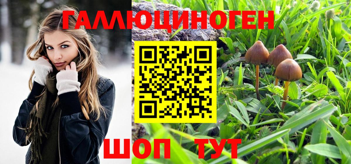 Махачкала  Псилоцибиновые грибы Psilocybe  Галлюциногенные грибы Psilocybe  Вход с VPN 